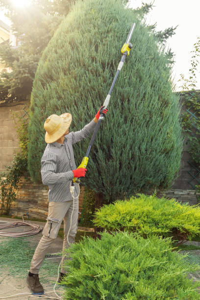 Best Palm Tree Trimming  in Dayton, NJ